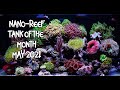 20 Gallon LPS and Soft Coral Nano Reef Tank