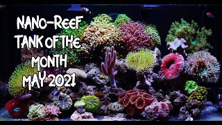 20 Gallon LPS and Soft Coral Nano Reef Tank