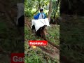 Ojek padi #shorts