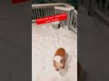 Bowser the bulldog plays in the snow but decided to charge at mom when she joined silly dog