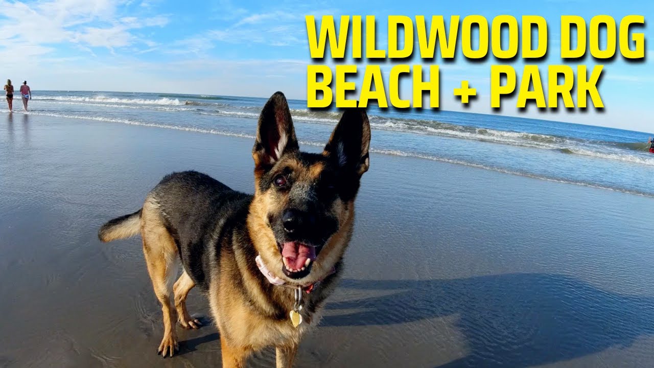 Wildwood Dog Beach + Park Tour YouTube