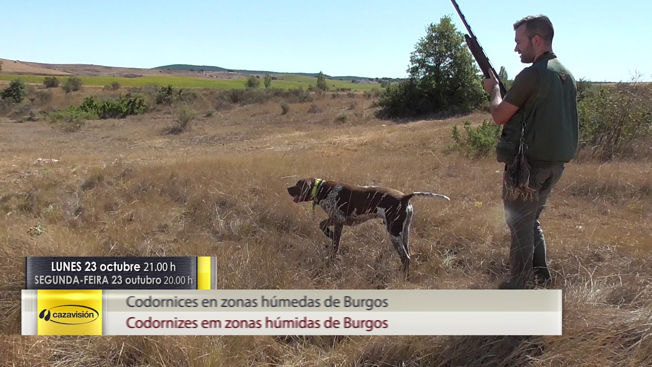 Codornices en zonas húmedas de Burgos. Lunes 23 a las 