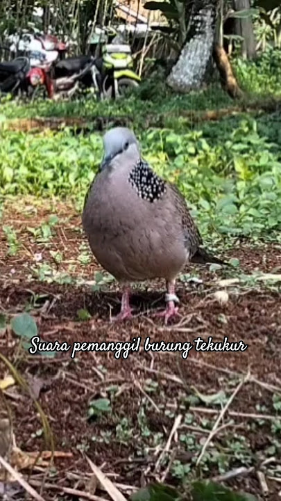suara burung tekukur gacor