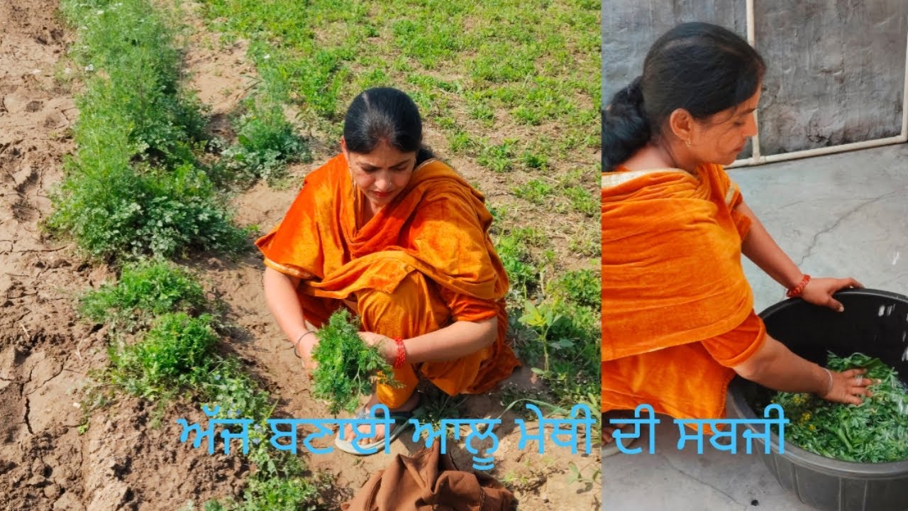 ਅੱਜ ਬਣਾਈ ਆਲੂ ਮੇਥੀ ਦੀ ਸਬਜ਼ੀ ,♥️ ਚਲੋ ਕਰਾਈਏ ਖੇਤਾਂ ਦੀ ਸੈਰ   