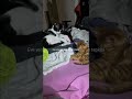 #cat #kedivideoları #Eve yeni gelen Tombige Zeytininin tepkisi