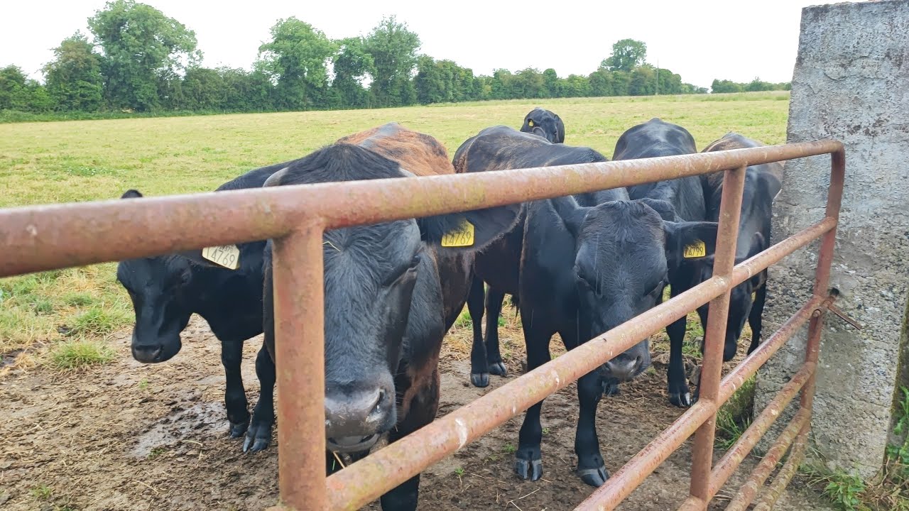 Life in Fast Forward Bulls on Pasture YouTube