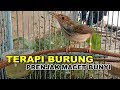 Prenjak Lumut Jantan Nembak Gacor Ampuh Untuk Terapi Pancingan Burung Ciblek Perenjak Macet Bunyi Omkicau(.mp3 .mp4) Mp3 - Mp4 Download
