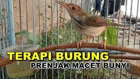 PRENJAK LUMUT Jantan Nembak GACOR Ampuh Untuk Terapi Pancingan Burung Ciblek / Perenjak Macet Bunyi