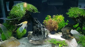 HỒ CÁ CẢNH CỰC ĐẸP