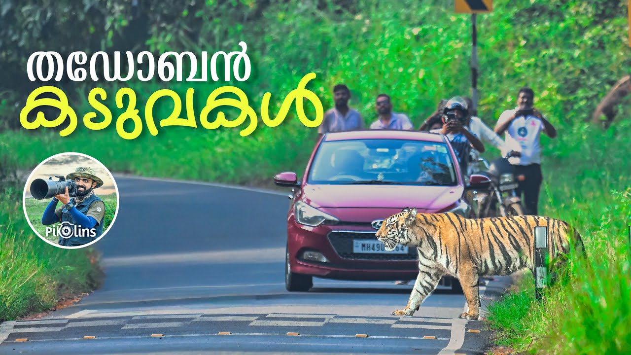 കടുവകളുടെ ലോകത്തെ സഫാരി | Forest Safari in Tadoba Tiger Reserve Maharashtra 4K