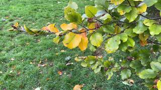 Common beech - branches, twigs, buds, leaves & mast / fruit - October 2025