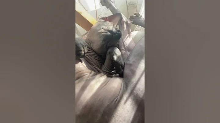 Video 9512111: canadian sphynx cat