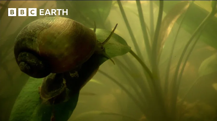 Giant Snail Uses "Snorkel" to Breathe Underwater | How Nature Works | BBC Earth - DayDayNews