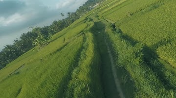 Cruising Santai di Sawah Ubud Bali - Uncut Video