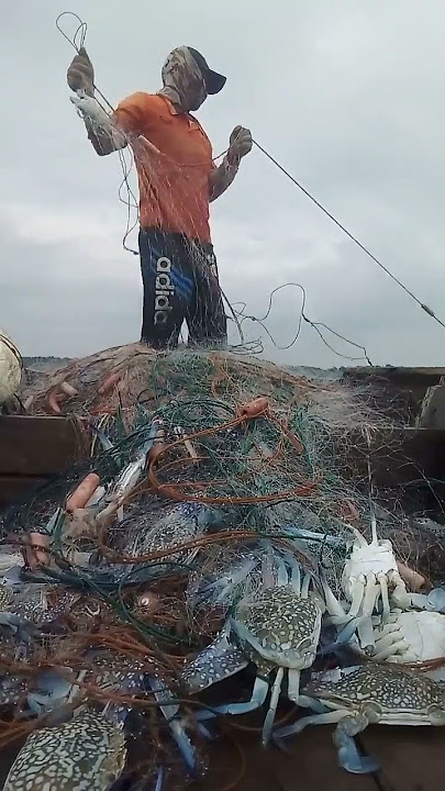 kepiting di ujung jaring