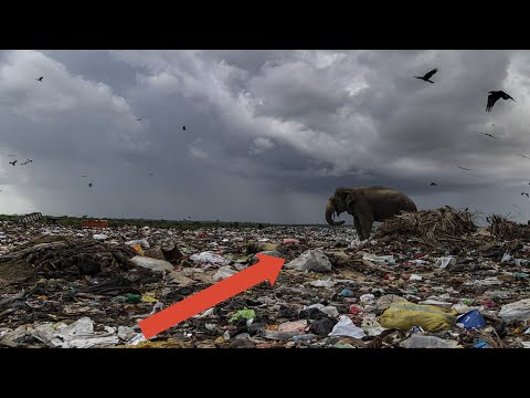 Video: Nepooblaščeno odlagališče smeti. Odstranjevanje industrijskih in gospodinjskih odpadkov
