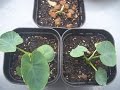 サトイモの再生栽培　皮からイモを再生させる　プランター栽培