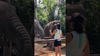 Majestic Moments: Walk Side by Side with Gentle Giants in the Wild