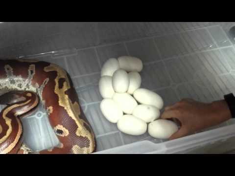 Charlie (Charlize) Clutch #2
