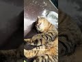 Drama Cat interrupts work - Viral Entertainment 🤣 Viral Clip!