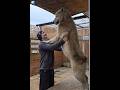 A Large Polar Wolf The Largest Wolf You Will Ever See Wolf Animals