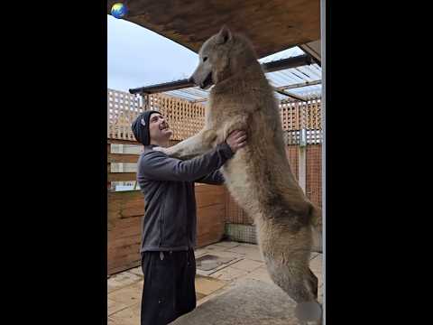A Large Polar Wolf The Largest Wolf You Will Ever See Wolf Animals