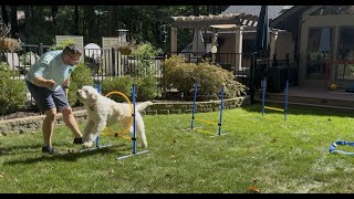 Is this the best Budget Dog Agility Kit on Amazon?
