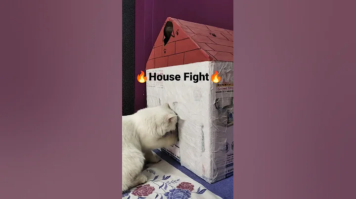 Video 1639911: persian cat, fight cute
