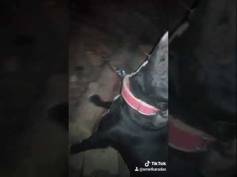 #Pitbull#PAFİ#Kötü köpek yoktur kötü sahip vardır