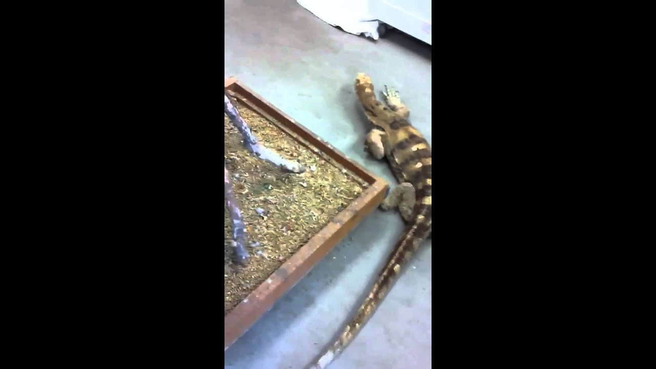 watershed Giant water monitor