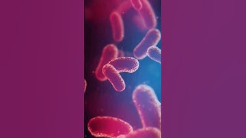 bacteria under the microscope #laboratory #medtechstudent #mls #cls #microscope #bacteria #medtech