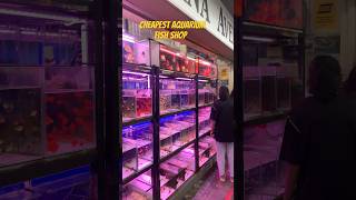 Finally I found the cheapest aquarium fish shop in Singapore | Address is in first comment