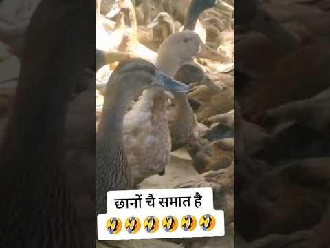 Chano Samatera Basa Adorablechicks Funny Birds Ducklingspro Funnyanimals Funnyanimals 