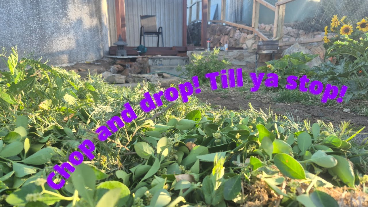 Простой способ мульчирования, зелёное против коричневого, и продукты, которые мы выращиваем 🌼 🌸 🌻