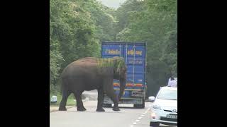 The Wild Elephant Came From The Jungle To The Main Road | 野生のゾウがジャングルから幹線道路にやってきた#Shorts