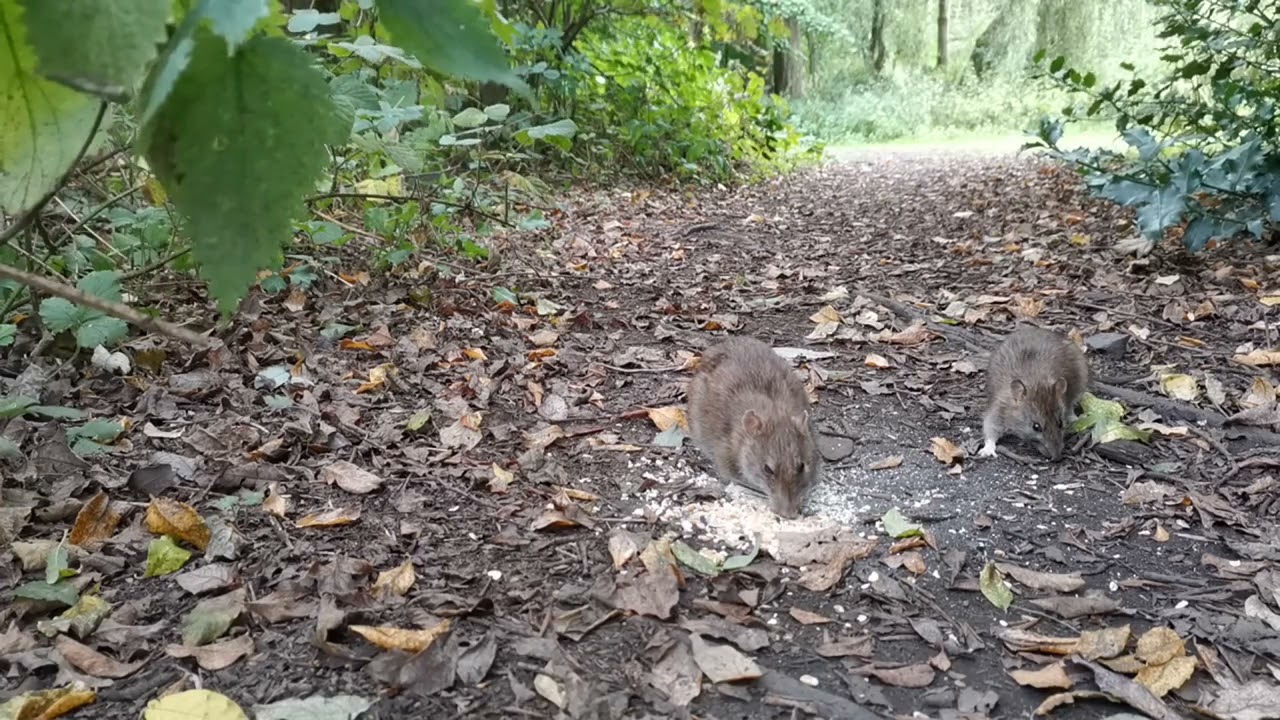 Water Rats on a Path. YouTube