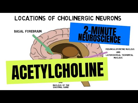 Video: Neuroni za striatal cholinergic ni nini?