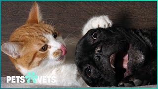 ONE HOUR OF SILLY HOME PET VIDEOS | FUNNIEST PETS AND PEOPLE