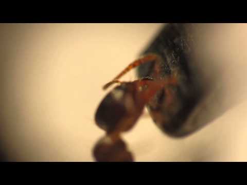 Video: Genóm Mravca Odhaľuje Tajomstvá Prežitia Hardy Pešť