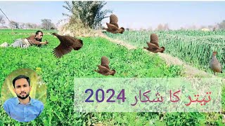 OMG  NEW WAY OF TRAPING PARTRIDGE||Teetar ka shikar with netting||2024 ka Shandar shikar||Hunting