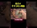母犬が子犬を叱る本当の理由!