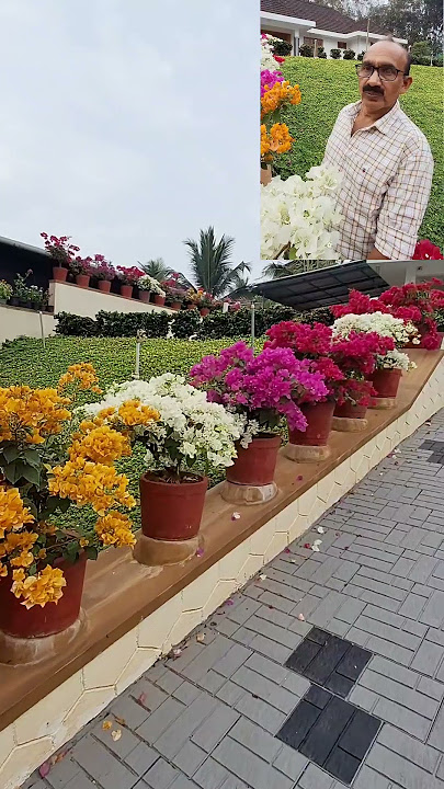 Bougainvillea plants  #bougainvilleaflowers