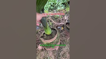 Review thăm vườn chọn cau lùn tứ quý cho khách hàng