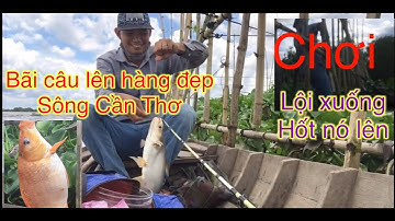 Điểm câu lên cá dồ- chép thường xuyên hàng 2kg trở lên trên Sông Cần Thơ| River fishing in Vietnam