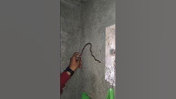 How Snakes Climb On The Wall ? #prathamesh #snake #wolfsnake #cobra #kingcobra