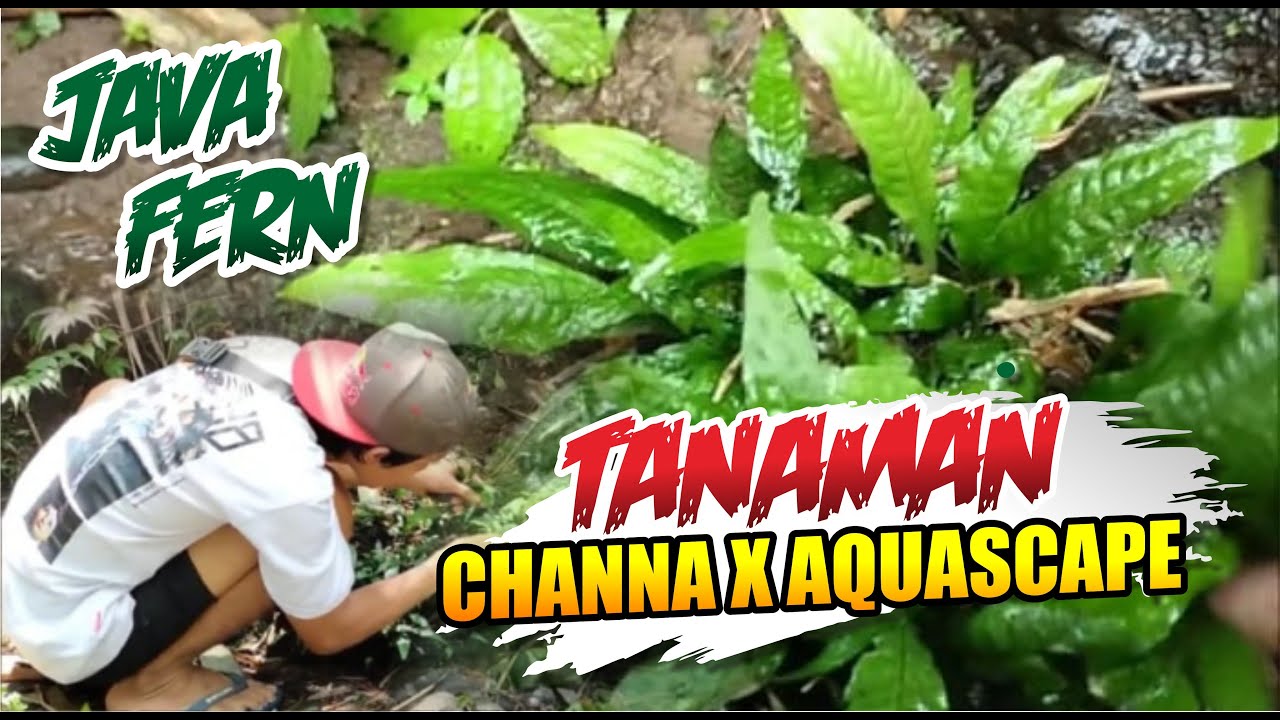 TUMBUHAN AQUASCAPE TANPA CO2 AMBIL LANGSUNG DI SUNGAI (JAVA FERN) - YouTube