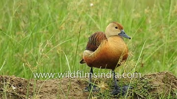 Lesser Whistling Teal duck preens its feathers
