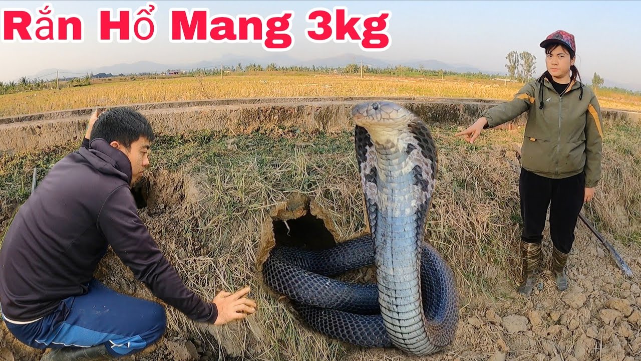 Cô Gái Dũng Cảm Vây Bắt 2 Con Rắn Hổ Mang Đang Lột Xác Ngoài Cánh Đồng Bỏ Hoang