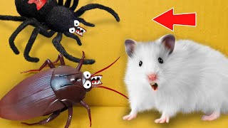Hamster Escapes from Spider and Cockroach 🪳 DIY Hamster Maze Compilation