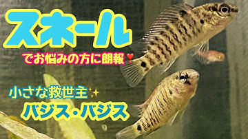 バジスバジス Youtube バジスバジス Youtube
